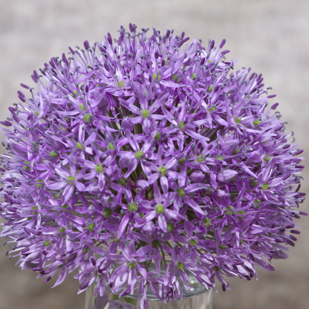 Allium